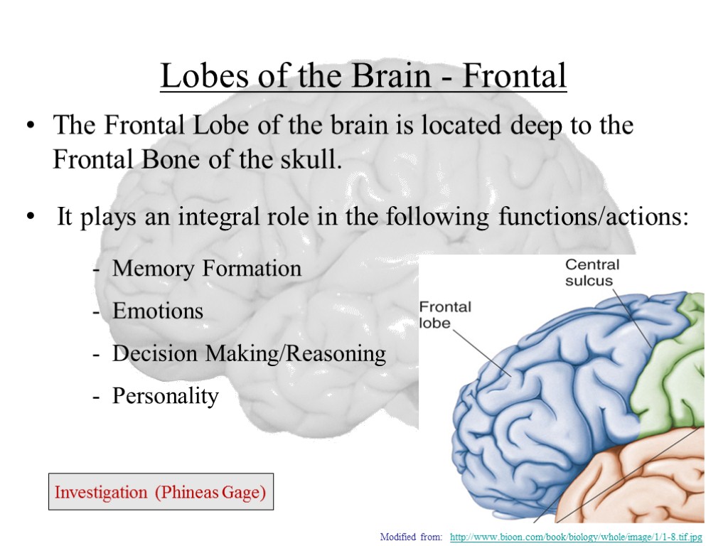 Lobes of the Brain - Frontal The Frontal Lobe of the brain is located